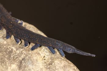 Media type: image;   Invertebrate Zoology 168055 Description: Digital photograph of specimen in life.;